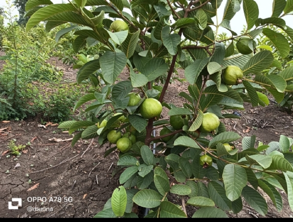 ଚାଷ କରିଛି କୋଟିପତି,୧୦୦ ରୁ ଉର୍ଦ୍ଧ୍ବ ଲୋକଙ୍କୁ ଦୈନିକ ଦେଉଛନ୍ତି ରୋଜଗାର,ମୁଖ୍ୟମନ୍ତ୍ରୀ ଦେଇଛନ୍ତି ପୁରସ୍କାର,ବିଭାଗର ଅଣ ଦେଖା,ପ୍ରୋସ୍ଵହନ ମିଳିଲେ ୫୦୦ ଲୋକଙ୍କୁ ରୋଜଗାର ଦେବା ଲକ୍ଷ୍ୟ