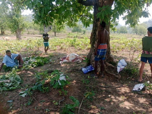 ଧୁଙ୍ଗିଆପୁଟ ଗ୍ରାମରେ ଗୋହତ୍ୟା ଅଭିଯୋଗ : ସାମାଜିକ ଗଣମାଧ୍ୟମରେ ଭିଡିଓ ଭାଇରାଲ, କାର୍ଯ୍ୟାନୁଷ୍ଠାନ ଦାବି