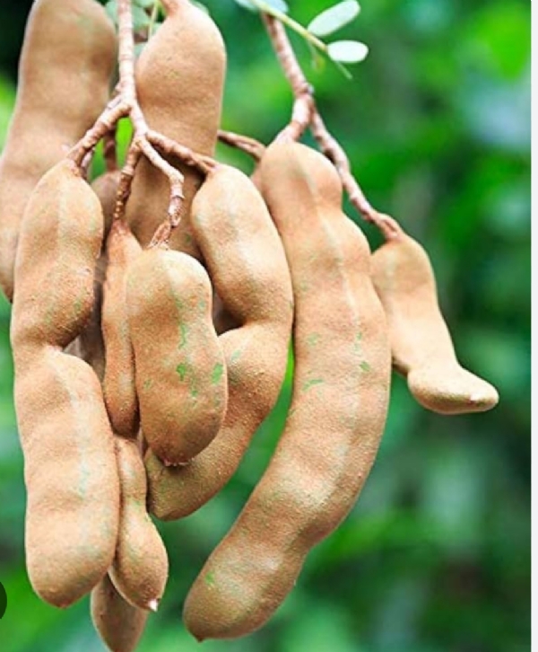 କୋଟିଆରେ ତେନ୍ତୁଳି, ଆନ୍ଧ୍ର ର ଭରସା କୋଟିଆରେ ତେନ୍ତୁଳି, ଆନ୍ଧ୍ର ର ଭରସା