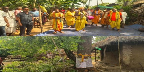 ବାସୁଦେବ ପୀଠରେ ଶ୍ରୀବିଗ୍ରହ ନିର୍ମାଣ ପାଇଁ ଦାରୁ ଚିହ୍ନଟ, ପୂଜାପାଠ ଓ ହରିବୋଲ ଧ୍ୱନିରେ କମ୍ପିଲା ଅଂଚଳ