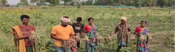 ମୁରିବାହାଲ କୃଷି ଉଦ୍ୟାନ ବିଭାଗ ଦେଇଥିବା ବିହନ କାମରେ ଆସିଳା ନି ?