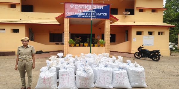 ଚାଲାଣ ପାଇଁ ଜଙ୍ଗଲରେ ଲୁଚାଇ ରଖାଯାଇଥିବା ୧୫ ଲକ୍ଷ ଟଙ୍କାର ଗଞ୍ଜେଇ ଜବତ