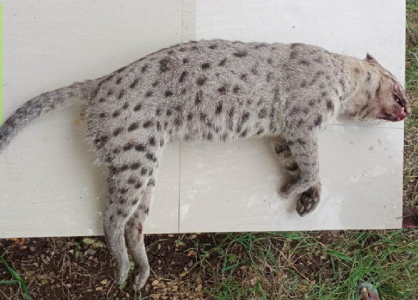 GADI DHAKARE FISHING CAT DEATH GADI DHAKARE FISHING CAT DEATH
