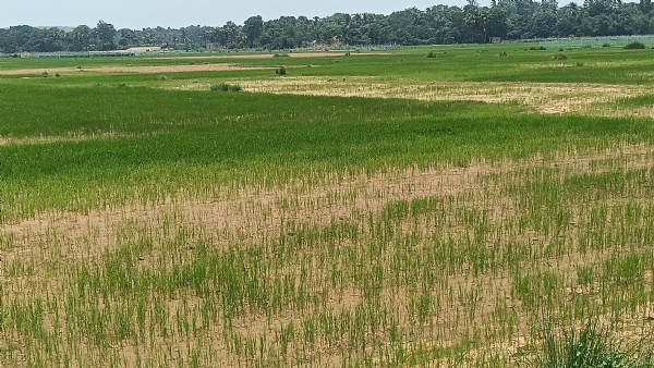 ମୌସୁମୀ ଦେଲା ଧୋକା : ଧାନ ଚାଷୀ କ୍ଷେତରୁ ଘାସ ବାଛିବାକୁ ଅମଙ୍ଗ ମୌସୁମୀ ଦେଲା ଧୋକା : ଧାନ ଚାଷୀ କ୍ଷେତରୁ ଘାସ ବାଛିବାକୁ ଅମଙ୍ଗ