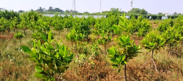 BANI JUNGLE HRASA PAUCHI BANI JUNGLE HRASA PAUCHI