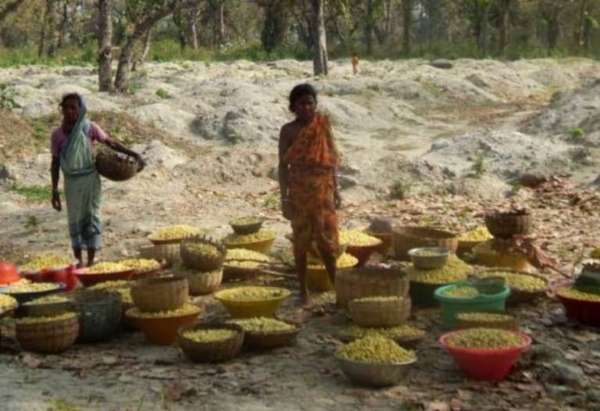 ଚୋରା ଦେଶୀ ମଦର ବ୍ୟାପକତା, ହଜିଯାଇଛି ମହୁଲି ମଦର ବାସ୍ନା ଚୋରା ଦେଶୀ ମଦର ବ୍ୟାପକତା, ହଜିଯାଇଛି ମହୁଲି ମଦର ବାସ୍ନା