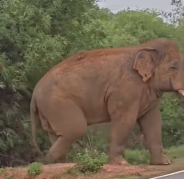 Elephant is wondering Elephant is wondering