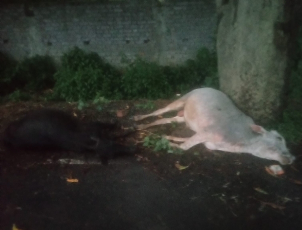 2 cow dead