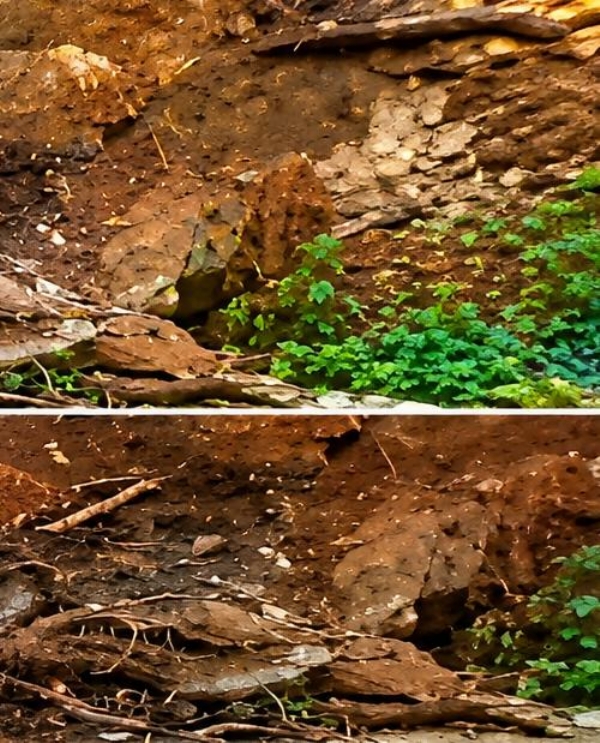 ମାନ୍ୟମକୋଣ୍ଡା ରୁ ସିତାପାଲି ଘାଟି ରାସ୍ତା ବର୍ଷା ଯୋଗୁଁ ଅବରୋଧ