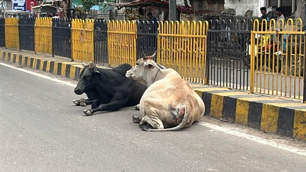 Stray cow