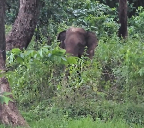 Elephant