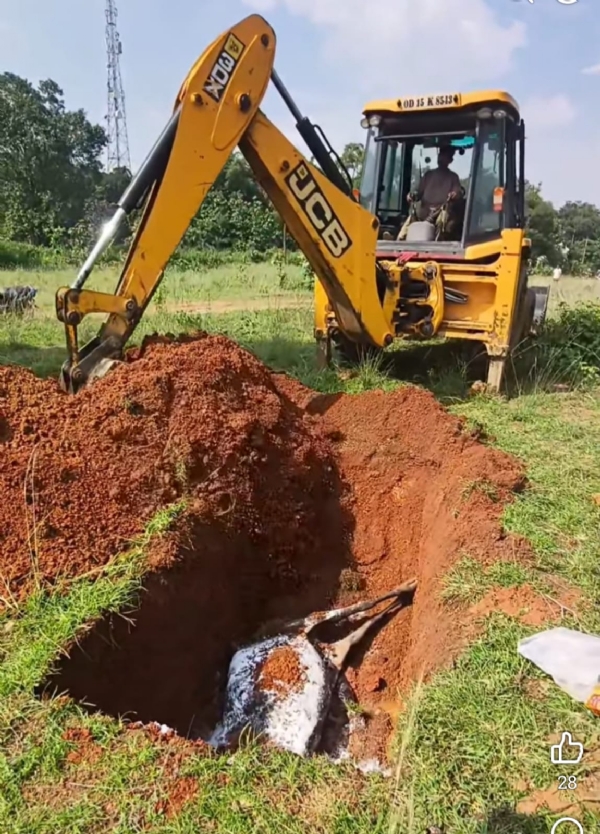 Cow death