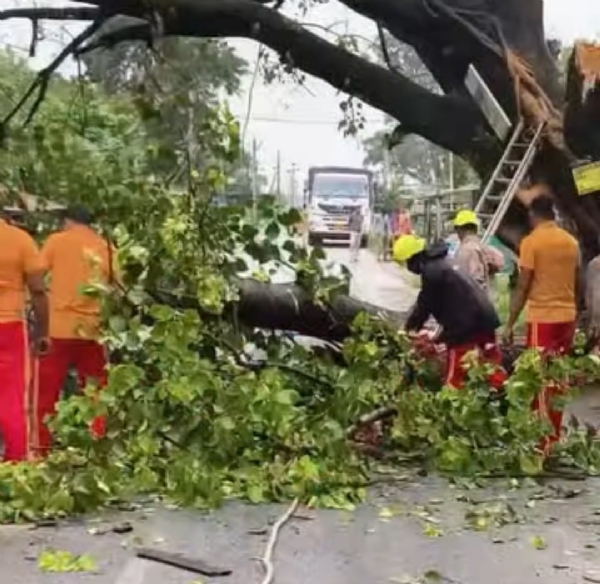 Tree falling