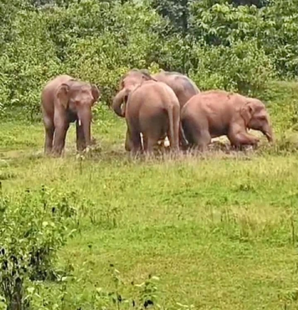 Elephant Elephant