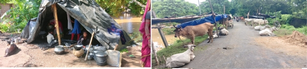 ବନ୍ୟା ବିପନ୍ନଙ୍କୁ ଦାଉ ସାଜିଛି ଳଗାଣ ବର୍ଷା : ନଦୀ ବନ୍ଧ ପାଲଟିଛି ଆଶ୍ରୟସ୍ଥଳୀ : ୩ଦିନ ଉପାସରେ ପଶୁ ସମ୍ପଦ ବନ୍ୟା ବିପନ୍ନଙ୍କୁ ଦାଉ ସାଜିଛି ଳଗାଣ ବର୍ଷା : ନଦୀ ବନ୍ଧ ପାଲଟିଛି ଆଶ୍ରୟସ୍ଥଳୀ : ୩ଦିନ ଉପାସରେ ପଶୁ ସମ୍ପଦ