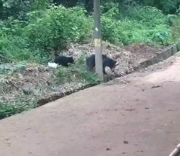 କୁମୁଲିରେ ଭାଲୁ ଆତଙ୍କ