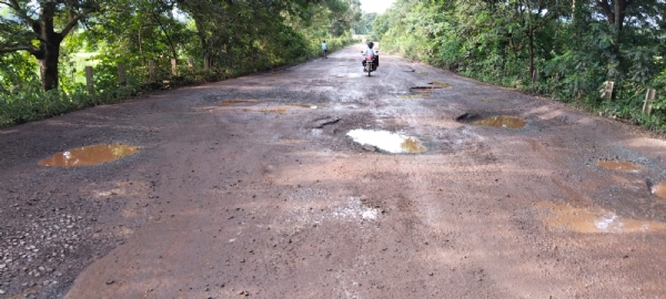 Champua rimuli Champua rimuli