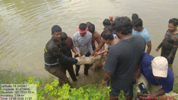 ଏମ୍ଭି-୧୦୪ରୁ ୪ ଫୁଟିଆ ମଗର କୁମ୍ଭୀର ଉଦ୍ଧାର ବାଲିମେଳା ରେଞ୍ଜରେ ବନ ବିଭାଗର ସଫଳ ରେସ୍କ୍ୟୁ ଅପରେସନ୍ ଏମ୍ଭି-୧୦୪ରୁ ୪ ଫୁଟିଆ ମଗର କୁମ୍ଭୀର ଉଦ୍ଧାର ବାଲିମେଳା ରେଞ୍ଜରେ ବନ ବିଭାଗର ସଫଳ ରେସ୍କ୍ୟୁ ଅପରେସନ୍