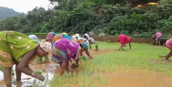 ଖରିଫ ଧାନ ପଞ୍ଜିକରଣ ନୁତନ ନିୟମକୁ ଚାଷିଙ୍କ ବିରୋଧ , କୋହଳ କରିବାକୁ ଦାବୀ ଖରିଫ ଧାନ ପଞ୍ଜିକରଣ ନୁତନ ନିୟମକୁ ଚାଷିଙ୍କ ବିରୋଧ , କୋହଳ କରିବାକୁ ଦାବୀ