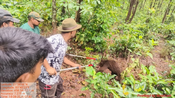 Boar rescue