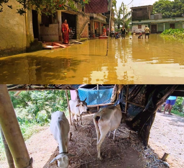 DHAMNAGAR BANYA PARISTITI GAMBHIRA