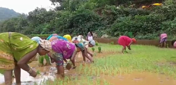 ଗ୍ରାମ୍ୟ ମହିଳାଙ୍କୁ ଏକତା ସୂତ୍ରରେ ବାନ୍ଧିରଖେ ଆୟର ମାଧ୍ୟମ ପାରମ୍ପରିକ ଧାନରୁଆ