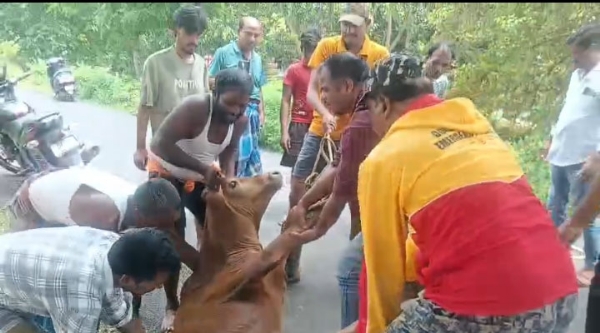 ନଦୀ କୂଳରୁ ଆହତ ଷଣ୍ଢ ଉଦ୍ଧାର
