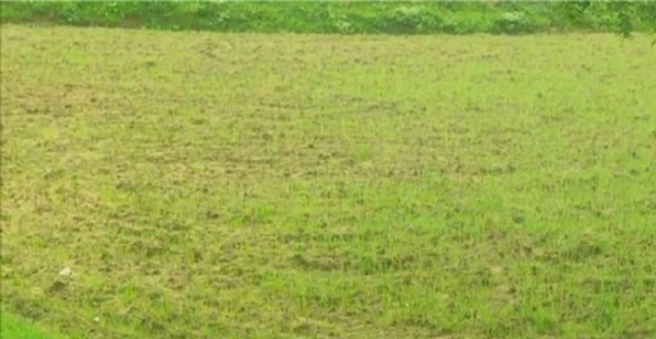 Pradhan mantri fasal bima