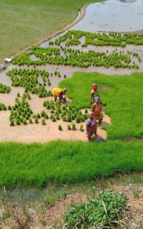 ସାର ଅଭାବ ଓ କଳାବଜାର  ହୋଇପାରେ ଚାଷ ସମସ୍ୟା