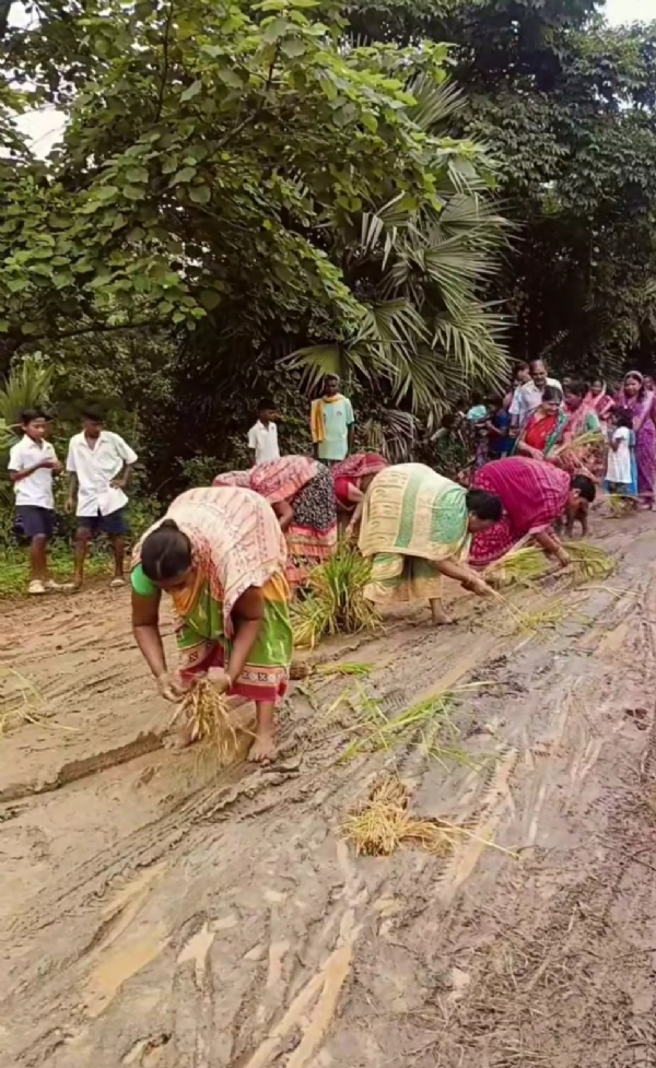 ନିର୍ବାଚିତ ବିଧାୟକ ମନ୍ତ୍ରୀପଦ ପାଇ ଖୁସି  ରାସ୍ତା ଅଭାବକୁ ନେଇ ପଞ୍ଚାୟତରେ ତୀବ୍ର ଅସନ୍ତୋଷ : ରାସ୍ତାରେ ଧାନ ଗଛ ରୋଇ କଲେ ପ୍ରତିବାଦ