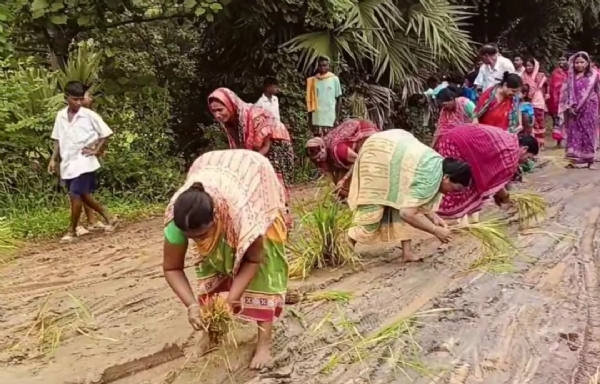 ନିର୍ବାଚିତ ବିଧାୟକ ମନ୍ତ୍ରୀପଦ ପାଇ ଖୁସି  ରାସ୍ତା ଅଭାବକୁ ନେଇ ପଞ୍ଚାୟତରେ ତୀବ୍ର ଅସନ୍ତୋଷ : ରାସ୍ତାରେ ଧାନ ଗଛ ରୋଇ କଲେ ପ୍ରତିବାଦ