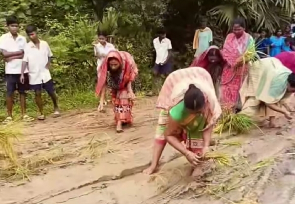 ନିର୍ବାଚିତ ବିଧାୟକ ମନ୍ତ୍ରୀପଦ ପାଇ ଖୁସି  ରାସ୍ତା ଅଭାବକୁ ନେଇ ପଞ୍ଚାୟତରେ ତୀବ୍ର ଅସନ୍ତୋଷ : ରାସ୍ତାରେ ଧାନ ଗଛ ରୋଇ କଲେ ପ୍ରତିବାଦ