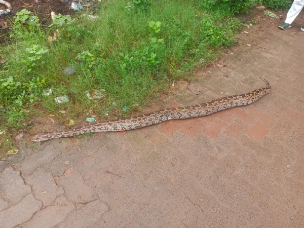 Loharapali re ajagar mruta