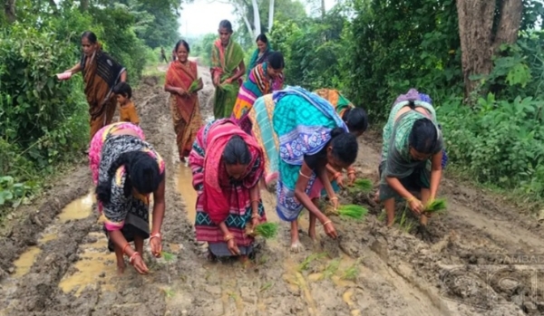 ନିର୍ବାଚିତ ବିଧାୟକ ମନ୍ତ୍ରୀପଦ ପାଇ ଖୁସି  ରାସ୍ତା ଅଭାବକୁ ନେଇ ପଞ୍ଚାୟତରେ ତୀବ୍ର ଅସନ୍ତୋଷ : ରାସ୍ତାରେ ଧାନ ଗଛ ରୋଇ କଲେ ପ୍ରତିବାଦ
