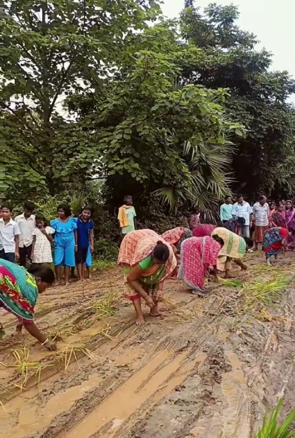 ନିର୍ବାଚିତ ବିଧାୟକ ମନ୍ତ୍ରୀପଦ ପାଇ ଖୁସି  ରାସ୍ତା ଅଭାବକୁ ନେଇ ପଞ୍ଚାୟତରେ ତୀବ୍ର ଅସନ୍ତୋଷ : ରାସ୍ତାରେ ଧାନ ଗଛ ରୋଇ କଲେ ପ୍ରତିବାଦ