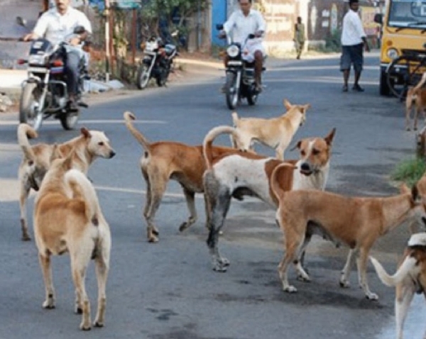 Facing problems for stray dog