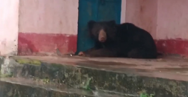 ଗୁନେଇପଡ଼ା   ସ୍କୁଲ ଅଞ୍ଚଳ ରେ   ଭାଲୁ ଆତଙ୍କ