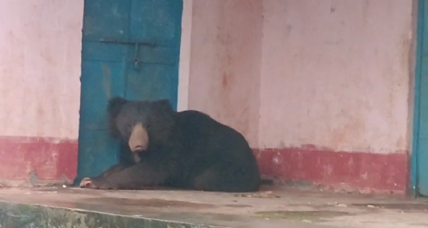 ଗୁନେଇପଡ଼ା   ସ୍କୁଲ ଅଞ୍ଚଳ ରେ   ଭାଲୁ ଆତଙ୍କ