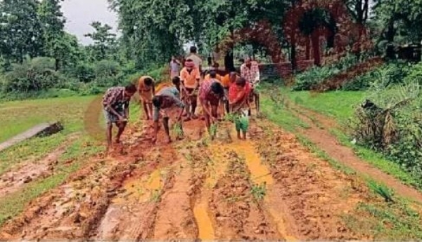 କାଦୁଅ ରାସ୍ତାରେ ଧାନ ତଳି ରୋଇ  ପ୍ରତିବାଦ