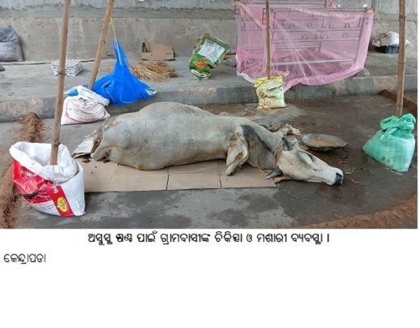 ଅସୁସ୍ଥ ଷଣ୍ଢ ପାଇଁ ଗ୍ରାମବାସୀଙ୍କ ଚିକିତ୍ସା ଓ ମଶାରୀ ବ୍ୟବସ୍ଥା । ଅସୁସ୍ଥ ଷଣ୍ଢ ପାଇଁ ଗ୍ରାମବାସୀଙ୍କ ଚିକିତ୍ସା ଓ ମଶାରୀ ବ୍ୟବସ୍ଥା ।