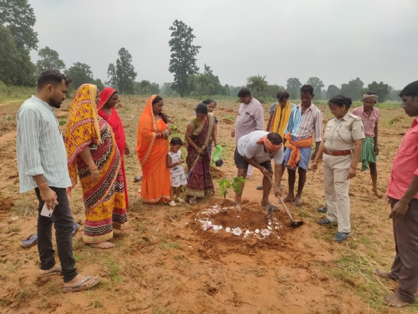 ତାଳମୁଣ୍ଡାରେ ରୋପଣ ହେଲା ୬୦୦ରୁ ଊର୍ଦ୍ଧ୍ୱ ଚାରା ତାଳମୁଣ୍ଡାରେ ରୋପଣ ହେଲା ୬୦୦ରୁ ଊର୍ଦ୍ଧ୍ୱ ଚାରା