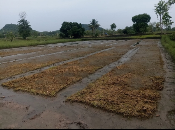 ଲଗାଣ ବର୍ଷା ରେ ଆଗଲପୁର ବ୍ଲକ ପଲ୍ହାଘାରି ନଷ୍ଟ ଜମି ବାଲିଚର | ଲଗାଣ ବର୍ଷା ରେ ଆଗଲପୁର ବ୍ଲକ ପଲ୍ହାଘାରି ନଷ୍ଟ ଜମି ବାଲିଚର |