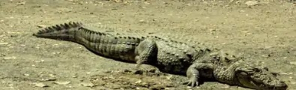 Rescue of 7 feet crocodile after two hours of hard work in crocodile city Vadodara Rescue of 7 feet crocodile after two hours of hard work in crocodile city Vadodara
