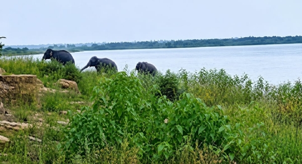 Elephants cross Elephants cross