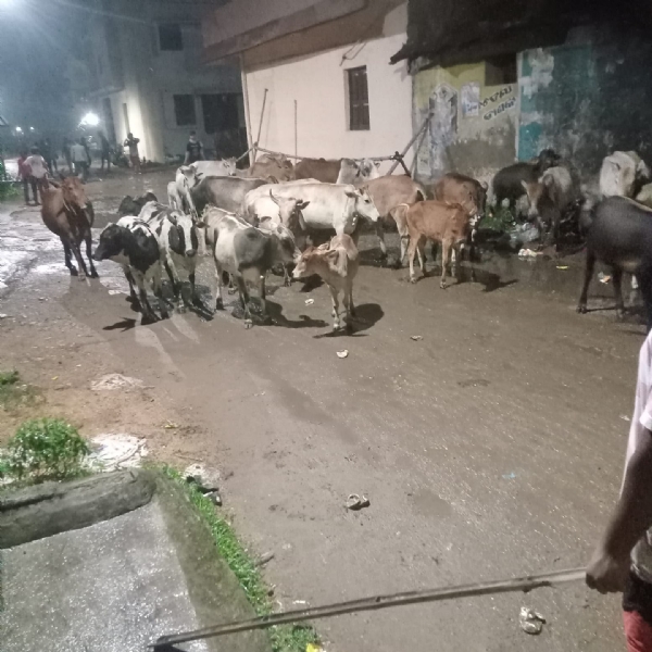 Cattle owner