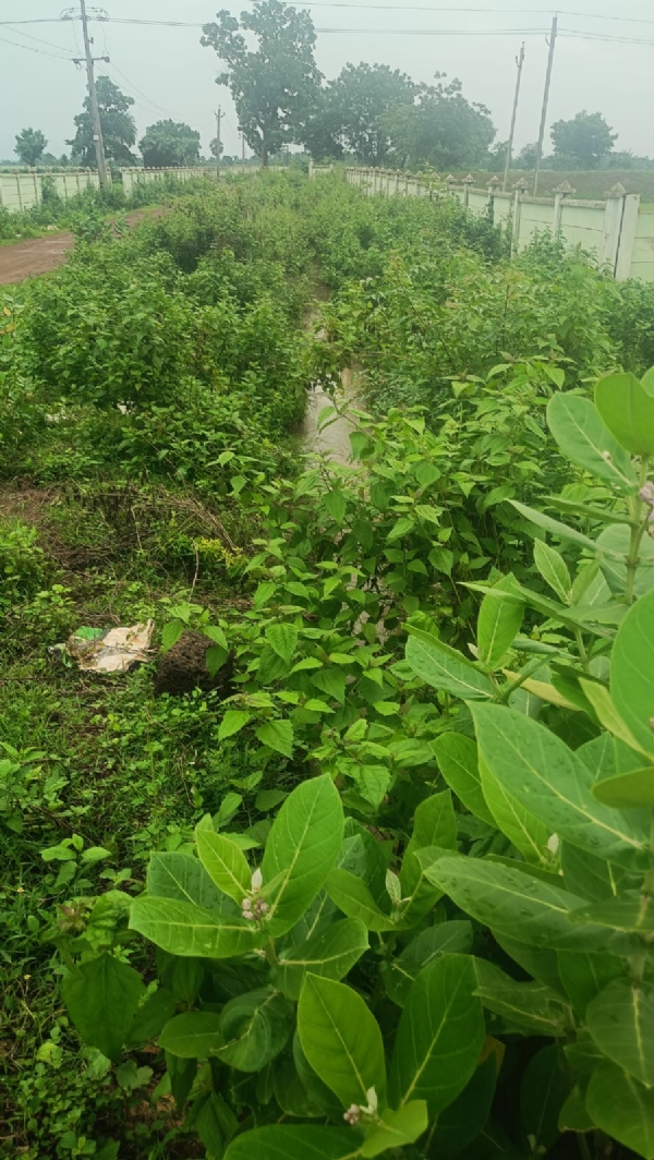 ରେଙ୍ଗାଳି କେନାଲ ରେଙ୍ଗାଳି କେନାଲ