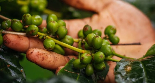 koraput coffee