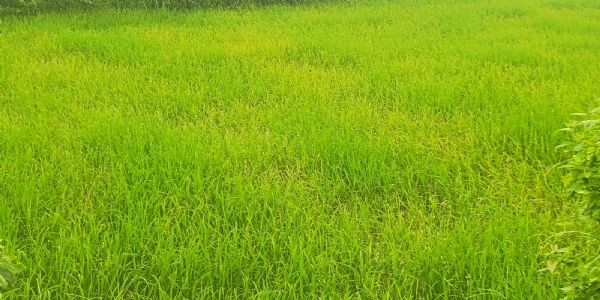 ଧାନ କ୍ଷେତରେ ରୋଗପୋକର ଦାଉ, ଉତ୍ପାଦନ ନେଇ ଚାଷୀଙ୍କ ଚିନ୍ତା