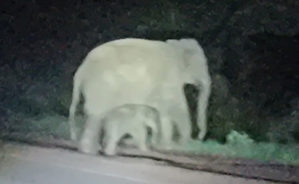 New elephant
