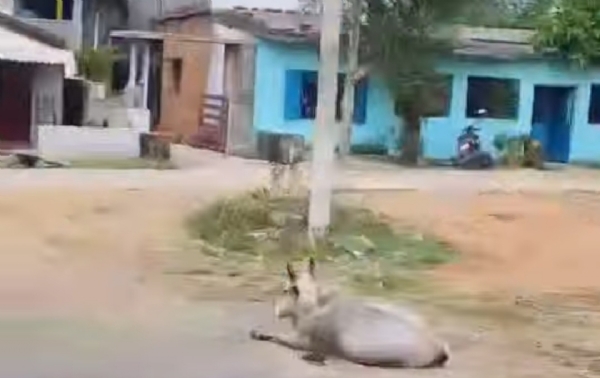 ସଞ୍ଜ ନଇଁଲେ ଭୟର ବାତାବରଣ, ଅନ୍ଧାରରେ ବୁଡୁଛି ଗୁଣ୍ଡୁରପଡା